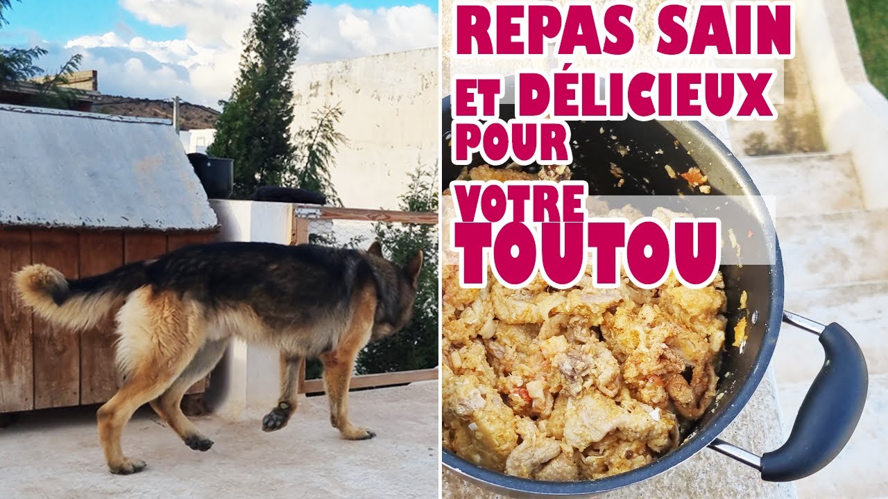 Recette saine pour chiens : Repas d'hiver spéciaux