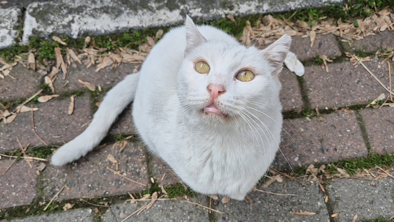 Despite her age, the Angry White Cat remains aggressive and cantankerous.