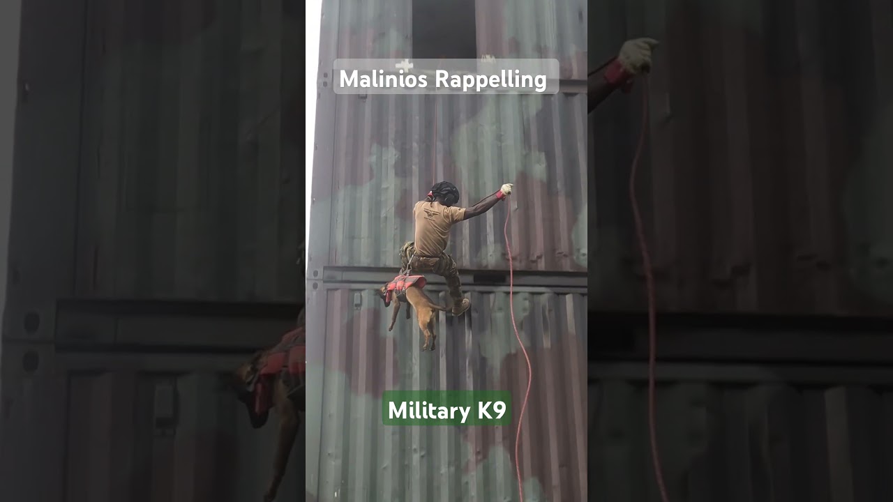 How a dog rappel from a Tower #motivation #pets#dogs  #puppy #doglife #malinois #military#caninesdog
