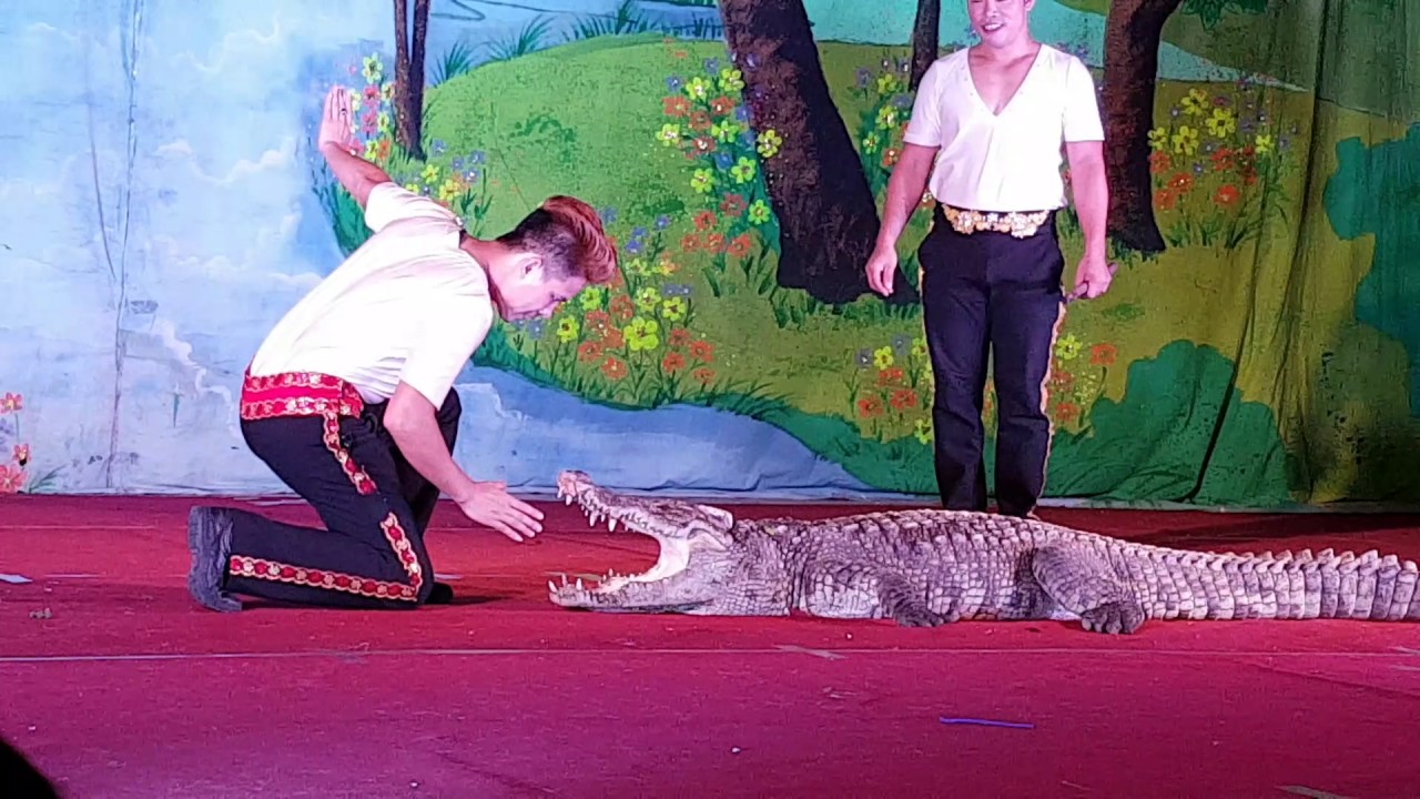Xiếc cá Sấu