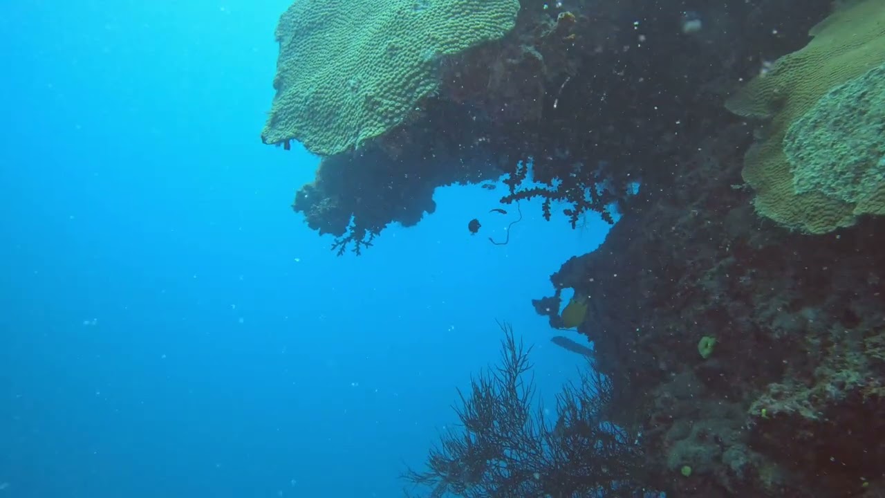 Fiji '24 Second Pinnacle Dive