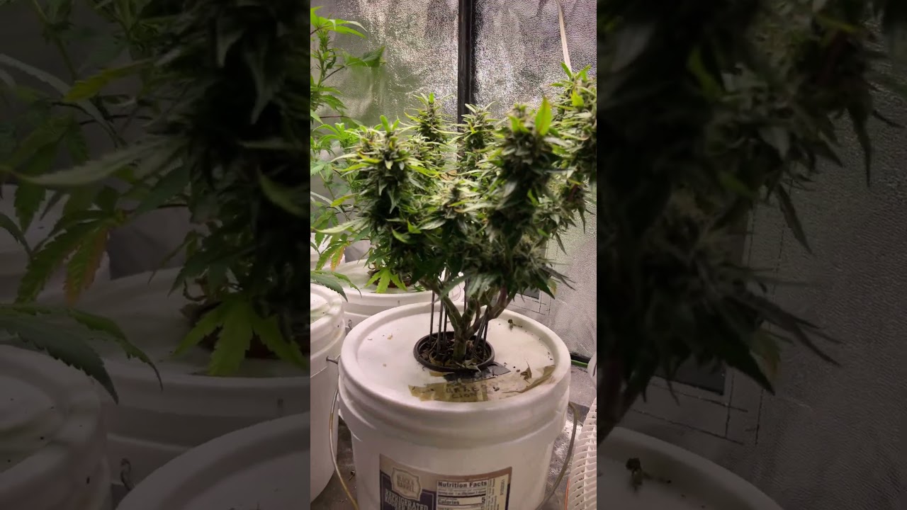TPS ☝️ One Nutes are the best #grow #flowers #gas