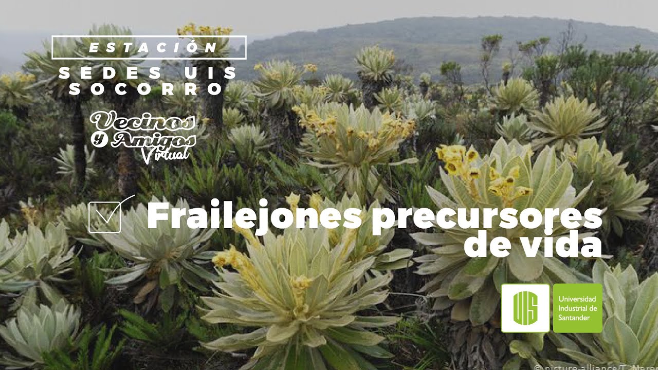 Frailejones - Precursores de vida