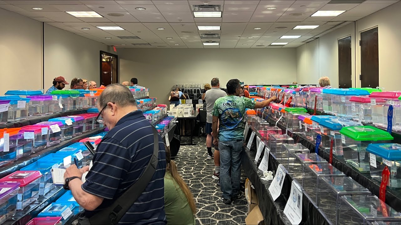 American Killifish Association American Livebearer Association International Betta Congress Annual