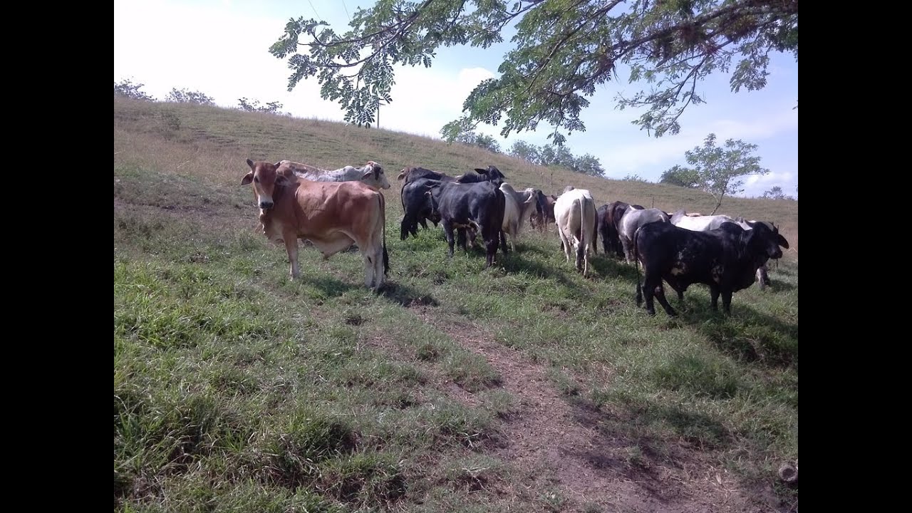 FINCA EN  VENTA, PASTOS PARA GANADERIA .LA PAILA VALLE