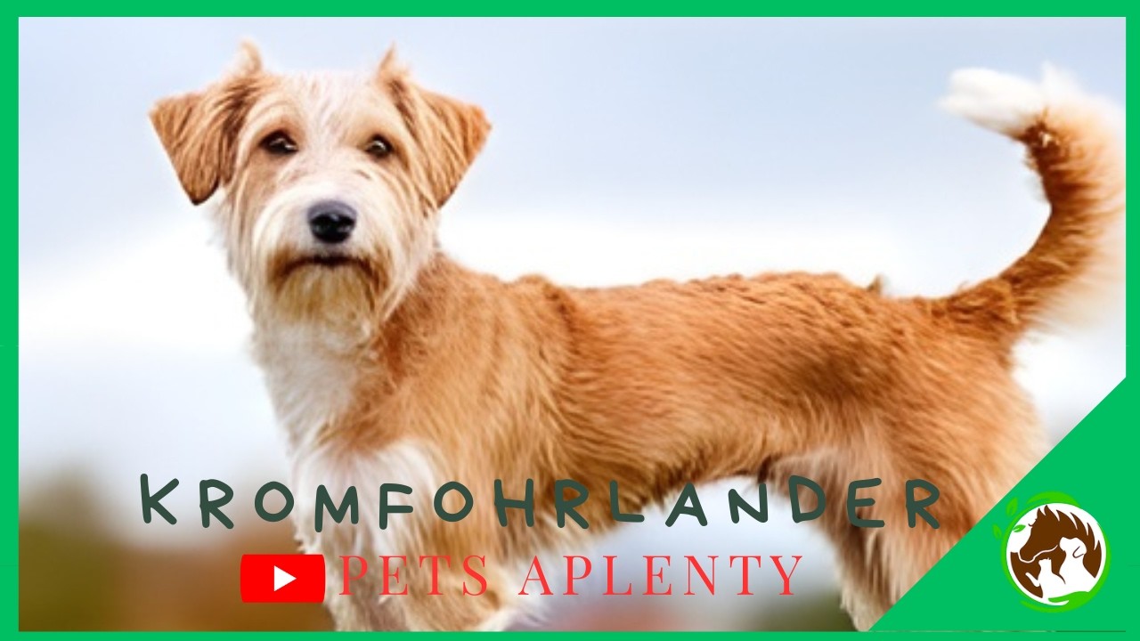 Откройте для себя уникальные особенности кромфорлендских овчарок 🐶✨