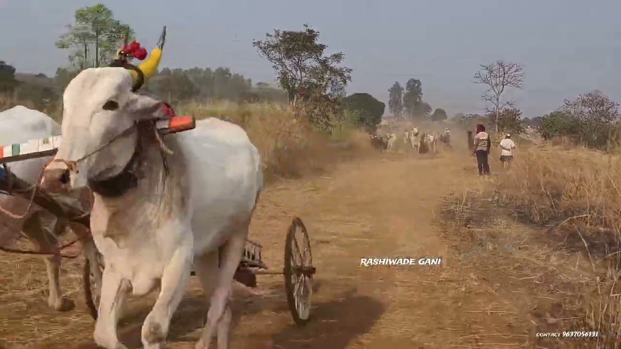 राशिवडे बिरदेव यात्रा दुस्सा चौस्सा गट बैलगाडी शर्यत 🐎 🥇शिरगाव मेजर 🥈mD बंडा  🥉दिलीप वाडकर 