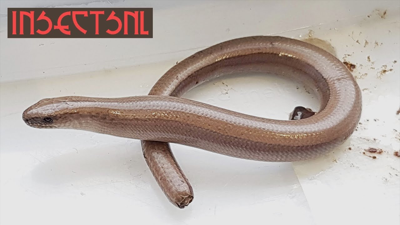 De Hazelworm/Anguis fragilis (informatievideo)