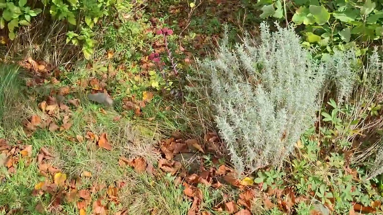 Viburnum tinus to Bee Bee tree flowers