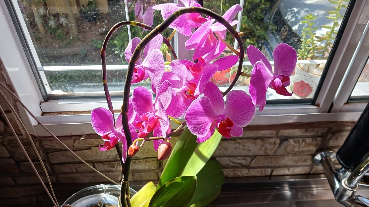 3 dicas para  orquídea phalaenopsis florescer lindamente 