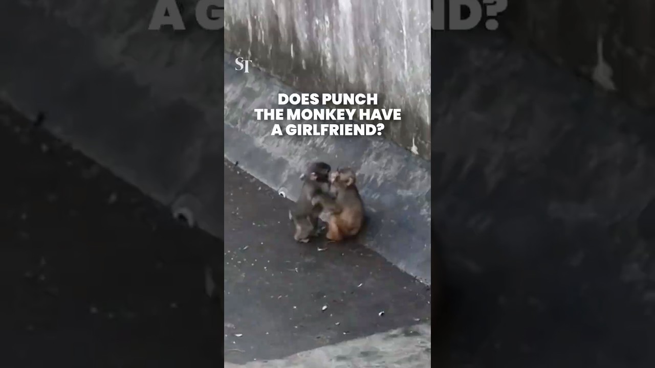 Punch the monkey seen embracing, kissing another monkey