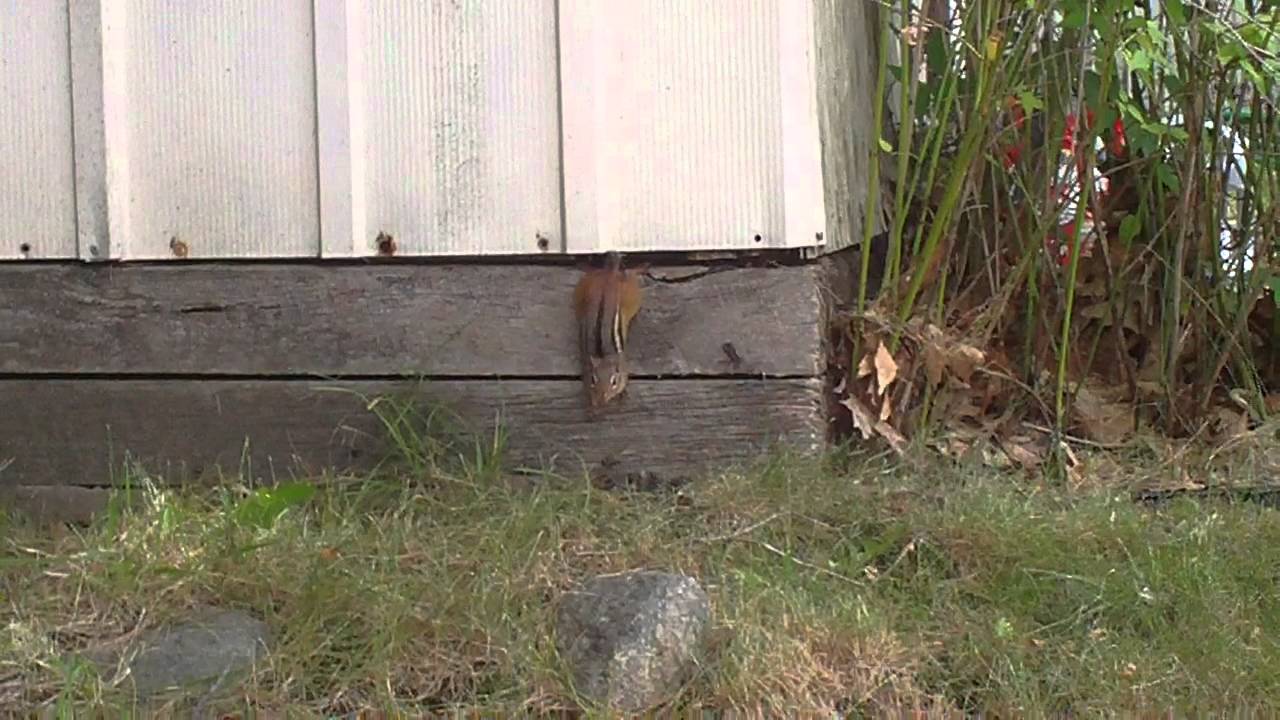Nasty Chipmunk Eating Baby Bird!