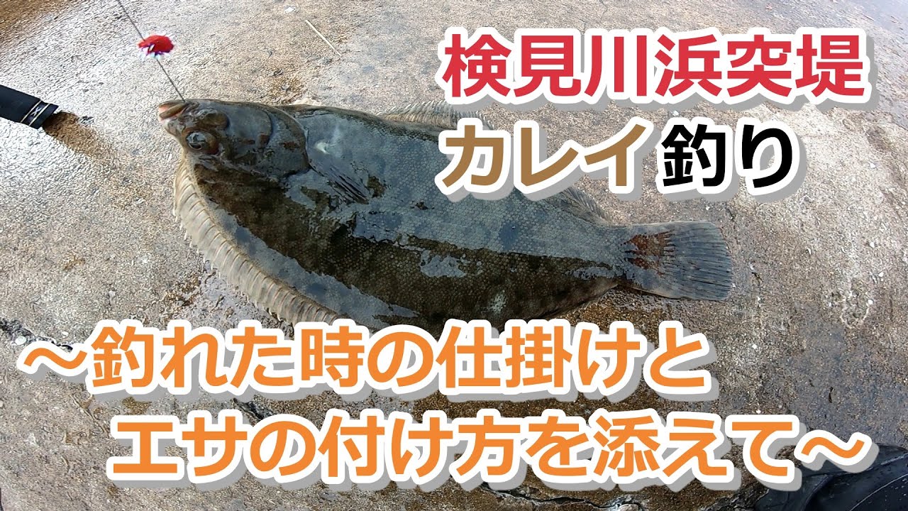 【2020年11月29日】検見川浜突堤 カレイ釣り ～釣れた時の仕掛けとエサの付け方を添えて～【東京湾奥 】