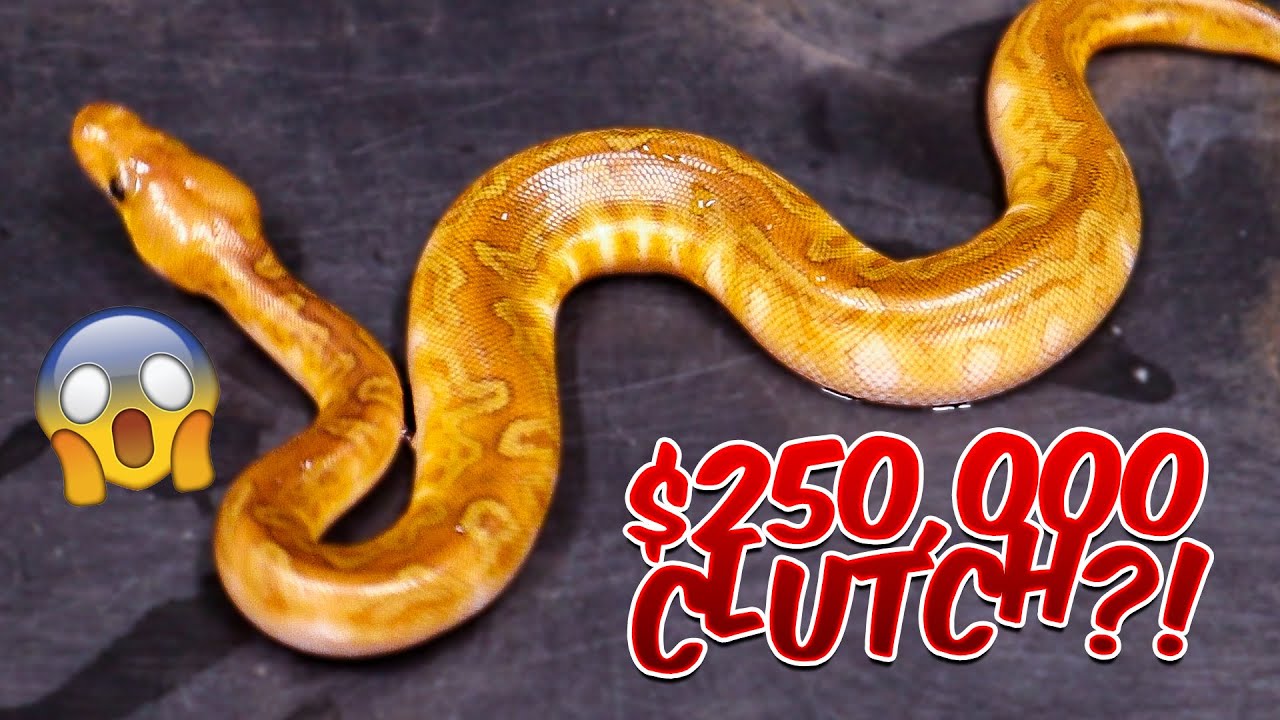 Finally We Hit The Sunset Clown!