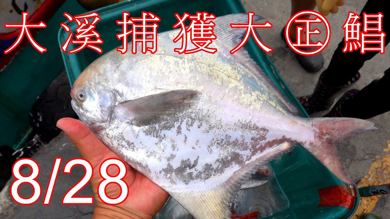 8/28 大溪漁港捕獲㊣鯧以及4條地震魚 大白帶 大紅喉 沙蟹(牛角蹄蟹)進入捕獲其囉 2024
