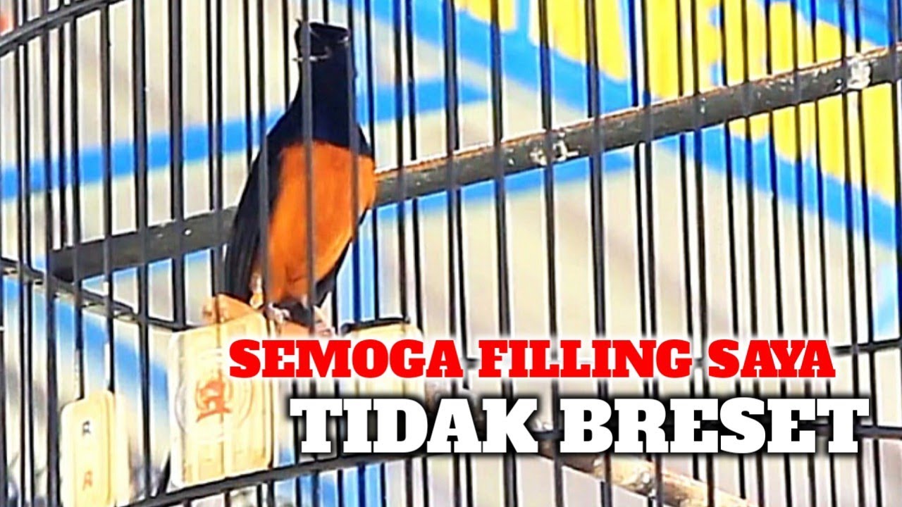 SEMOGA FILLING SAYA TIDAK BRESET‼️INI BURUNG BAGUS