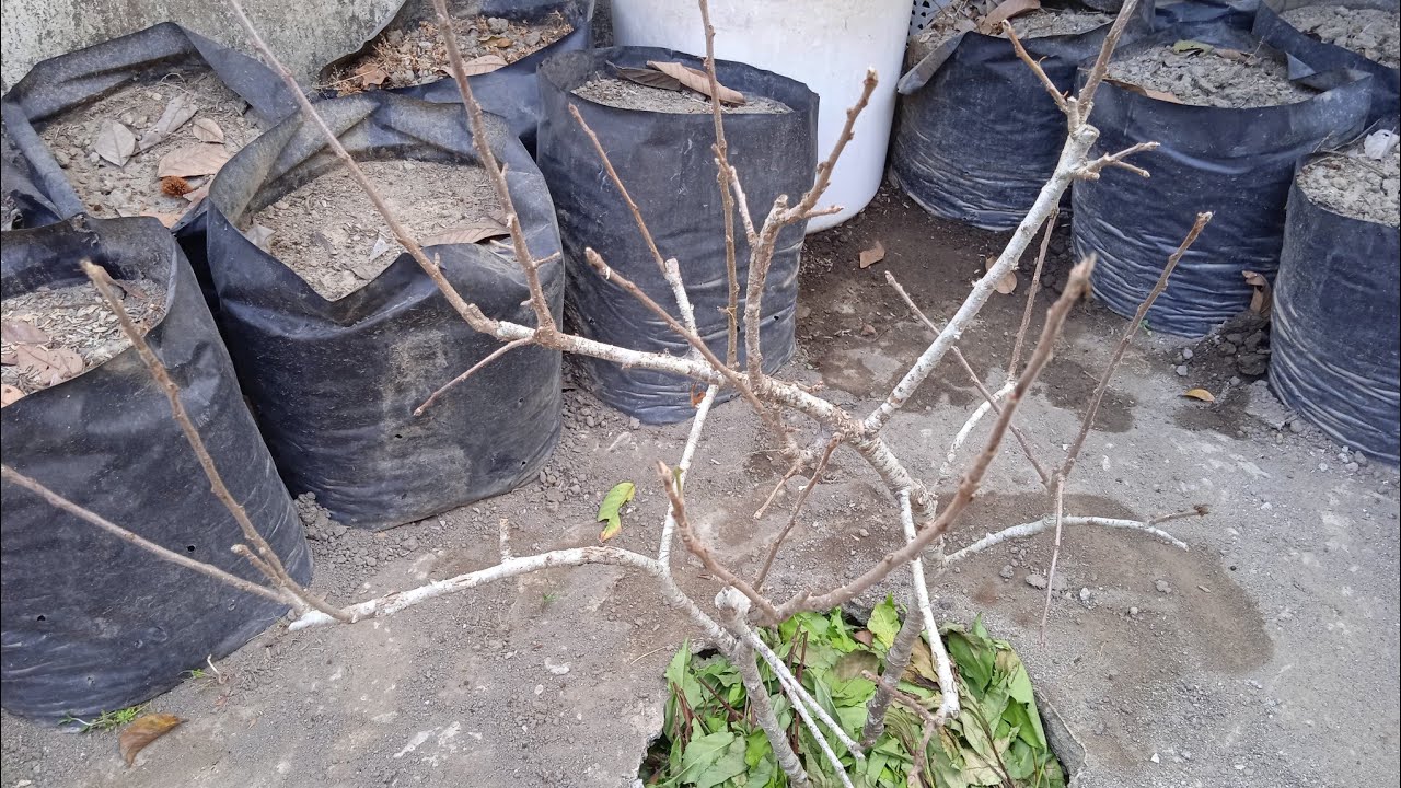 CARA MERONTOKKAN DAUN POHON APEL FUJI
