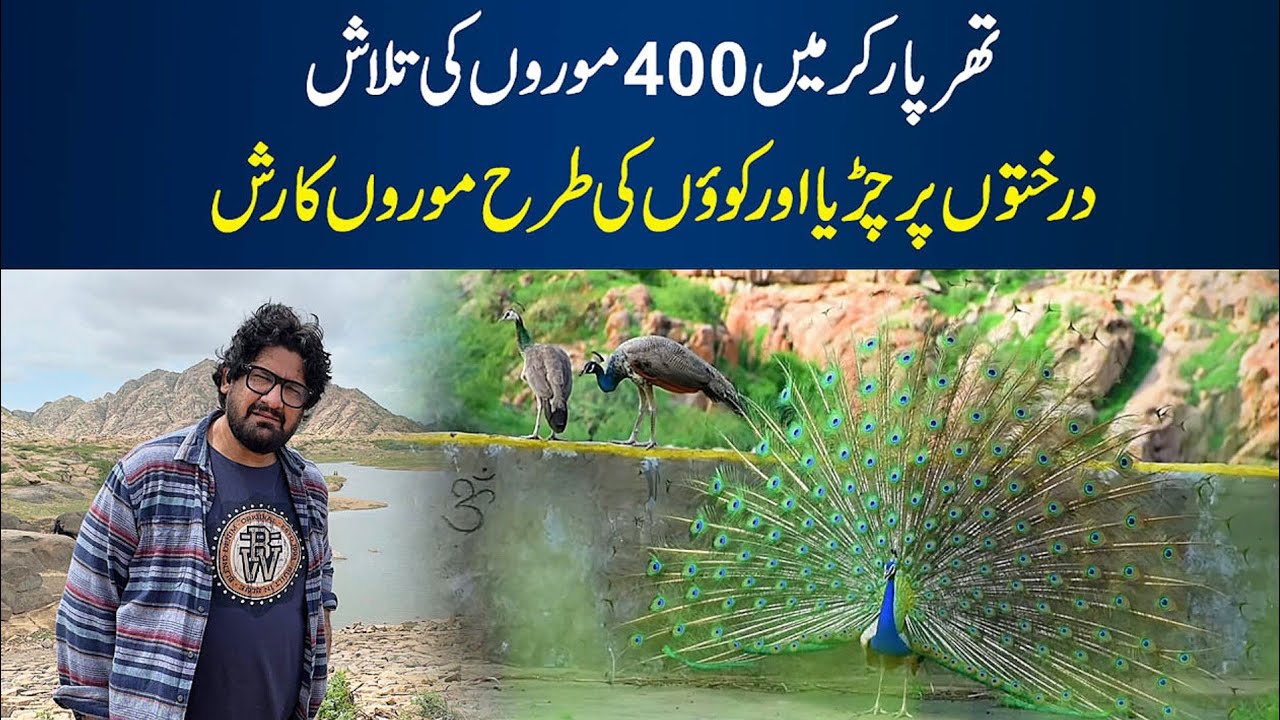 400 Mor (peacock ) Ki Talash Thar NagarParkar Indian Border 
