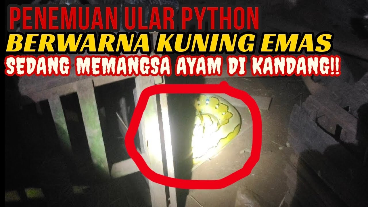 PENEMUAN ULAR PYTHON BERWARNA KUNING EMAS SEDANG MEMANGSA AYAM DI KANDANG WARGA