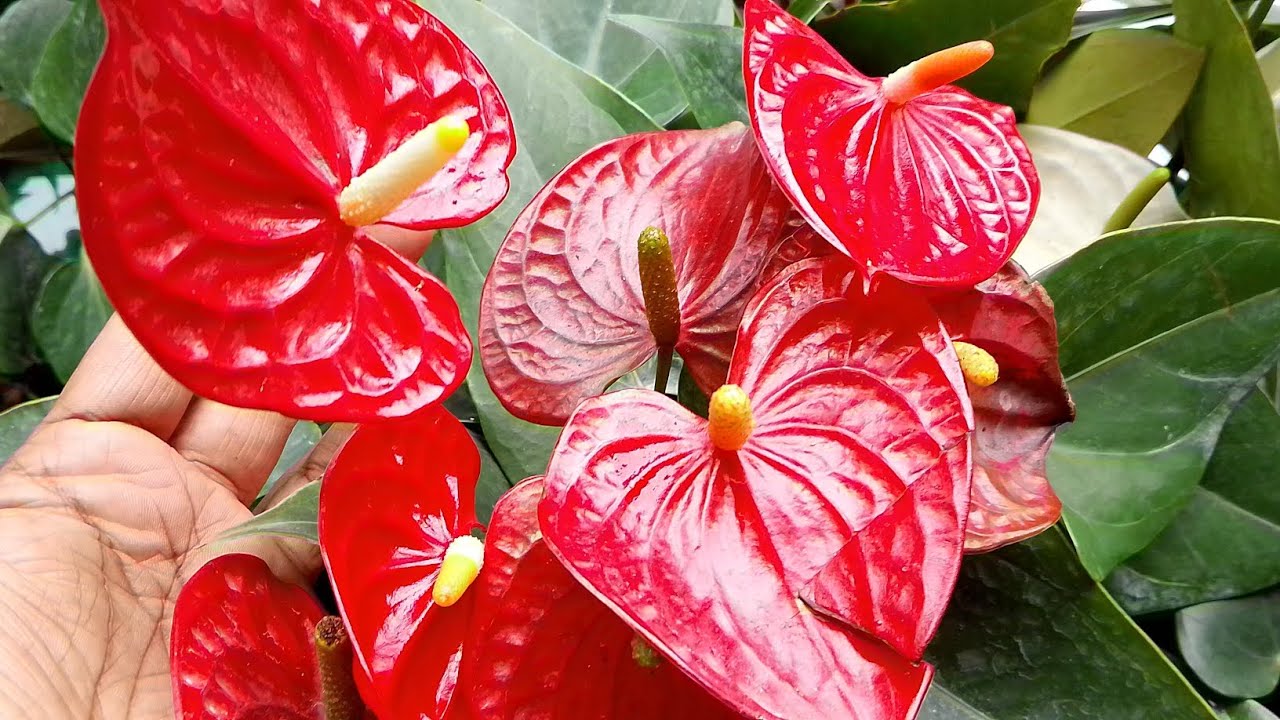 0772106907#plants #anthuriyan #gardening