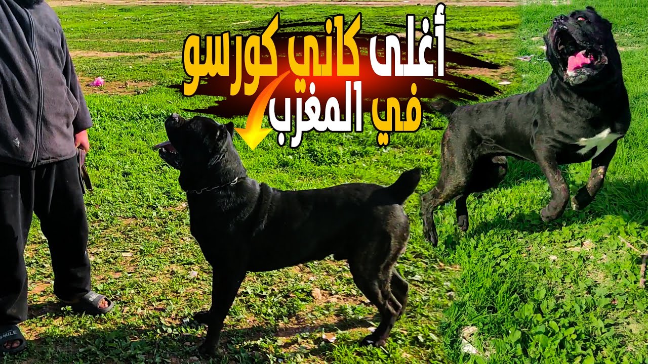 أغلى كاني كورسو فالمغرب🦮