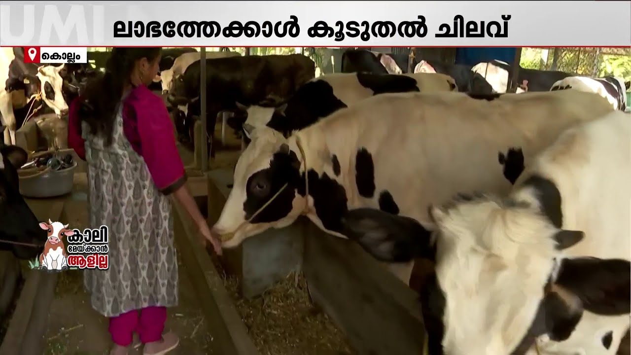 തുടങ്ങിയത് ഒരു പശുവിൽ നിന്ന്, ഇന്ന് അൻപതോളം പശുക്കൾ സ്വന്തം; എന്നാൽ ലാഭമില്ലെന്ന് ഫാമുടമ