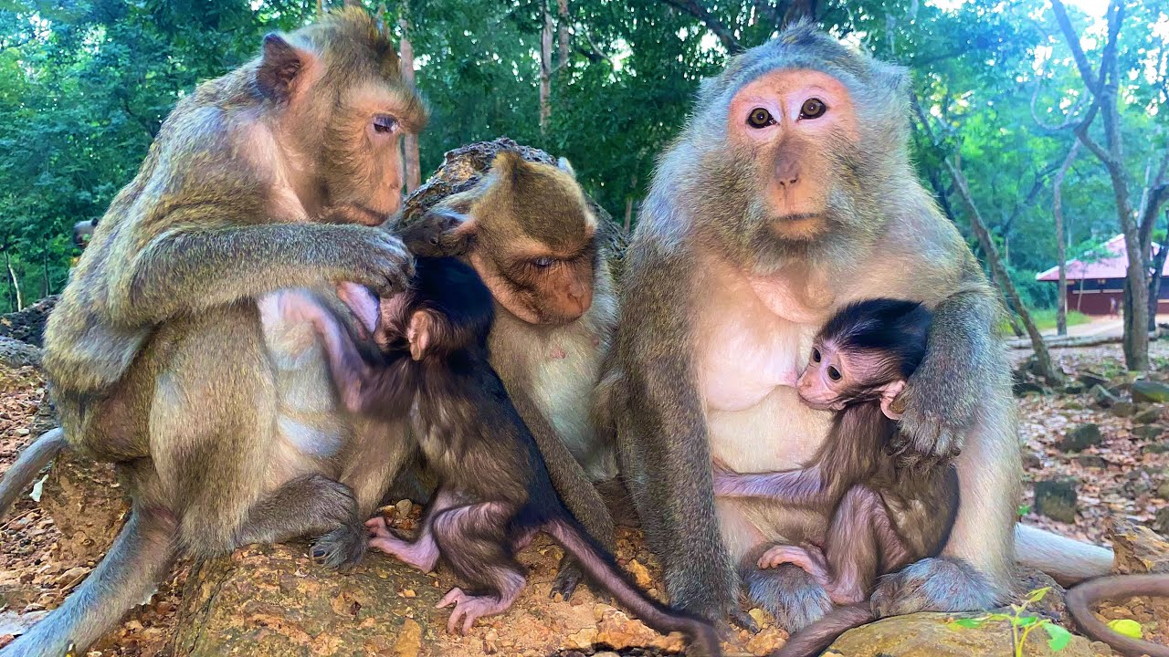 #cutemonkey #monkeyvideo #enjoy 