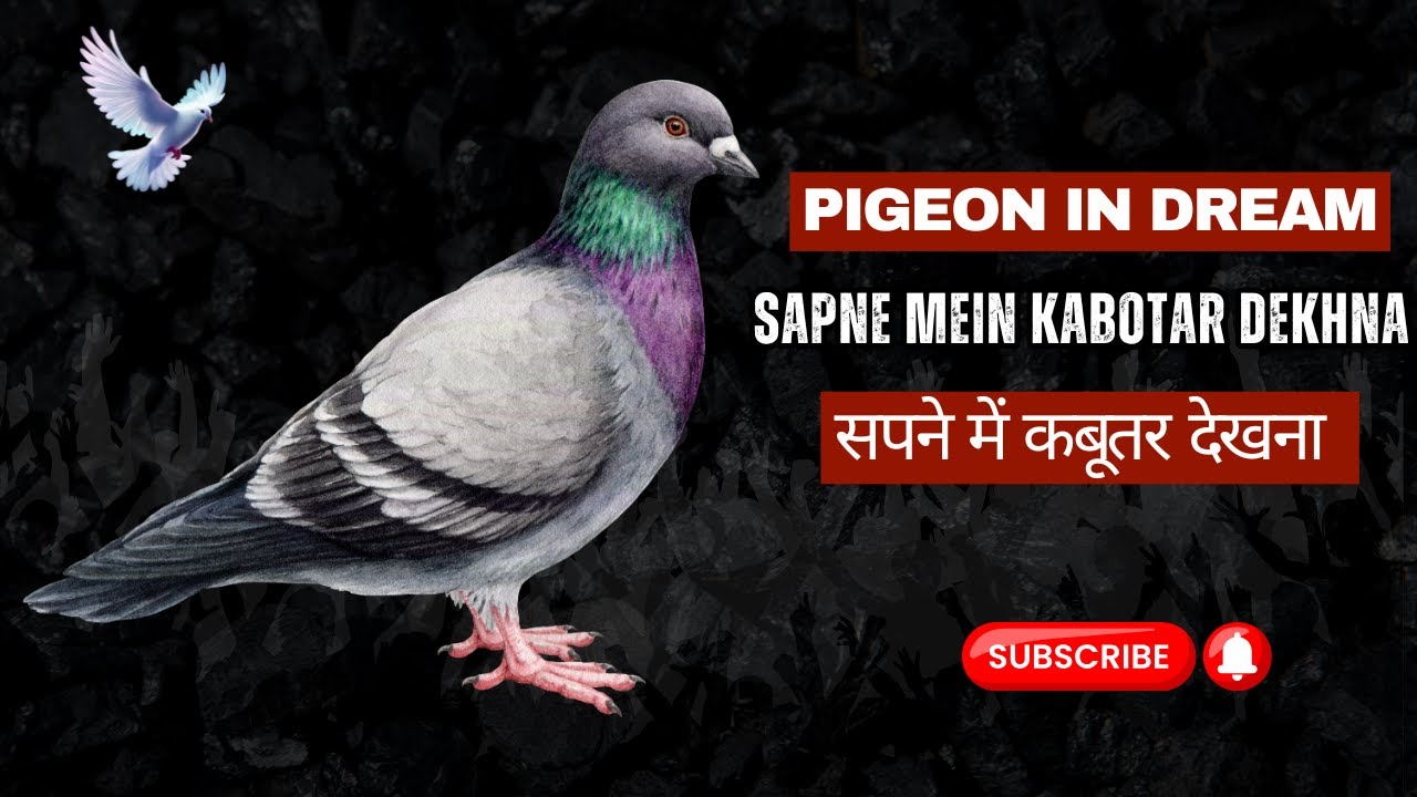 Pigeon In Dream || Dreamfo || Sapne mein Kabotar Dekhna || सपने में कबूतर देखना