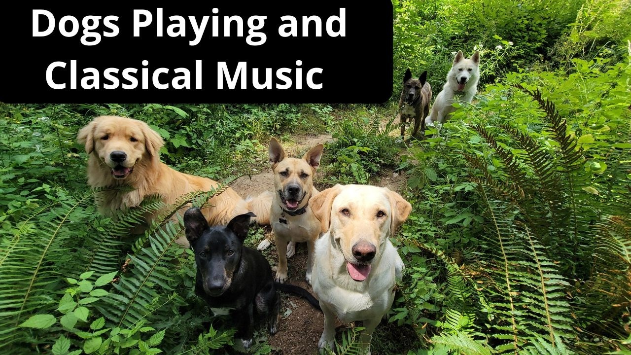 🐩🐾🌲🎼 11 Hours of Classical Music - Dogs Playing, Relaxing, and Frolicking in Nature! 🐩🐾🌲🎼