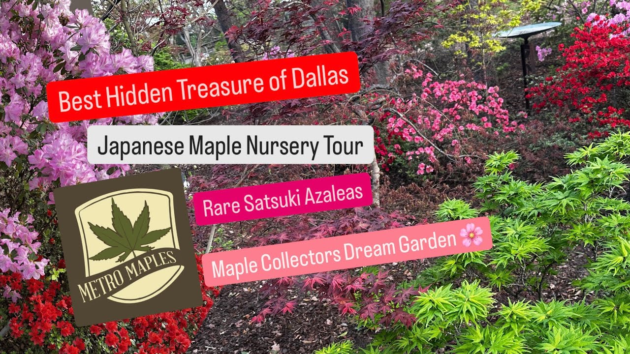 Best Japanese Maple Nursery in Dallas Metro Maples Spring 2025 Plant Shopping Acer Palmatums Haul