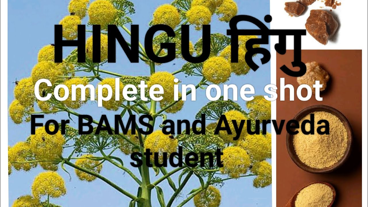#Hingu #Asafoetida #हींग #Ferula narthex/foetida Complete Ayurvedic Review,Exam oriented &one shot 