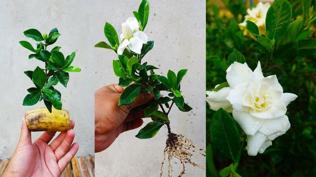 How to grow Gardenia plant from cuttings| easy way of growing Gardenias