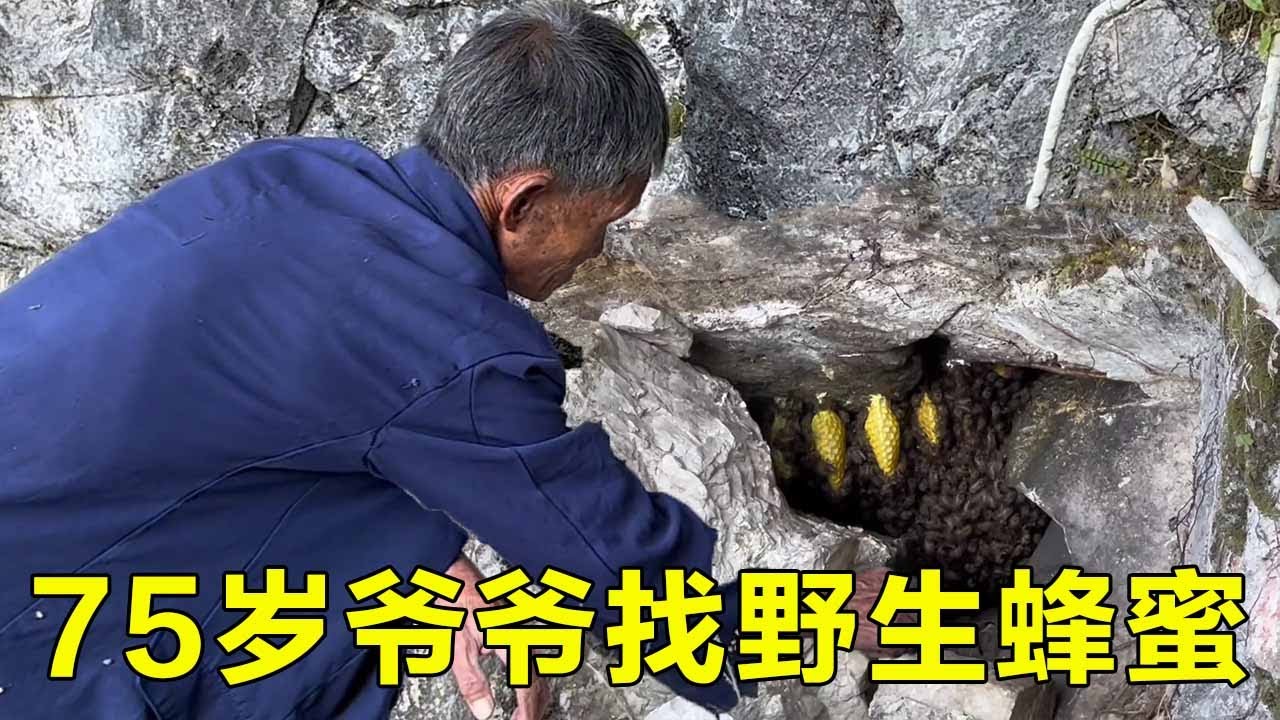 75-летний дедушка с детства любил искать дикий мед. [Шан Нонг Ле Брат]