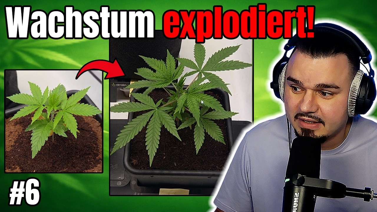KRASSER Wachstumsschub & Organisch vs. Mineralisch Vergleich! | Grow Tagebuch 2 #6