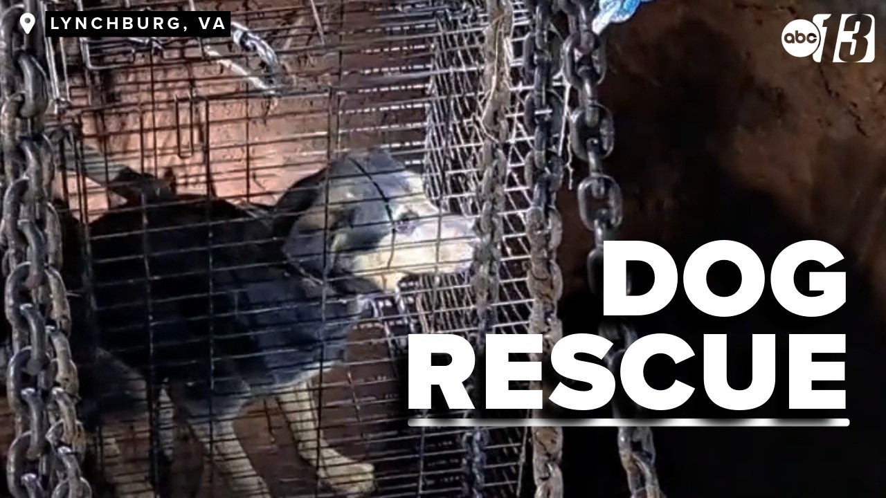 Firefighters work more than three hours to rescue dog that fell down well