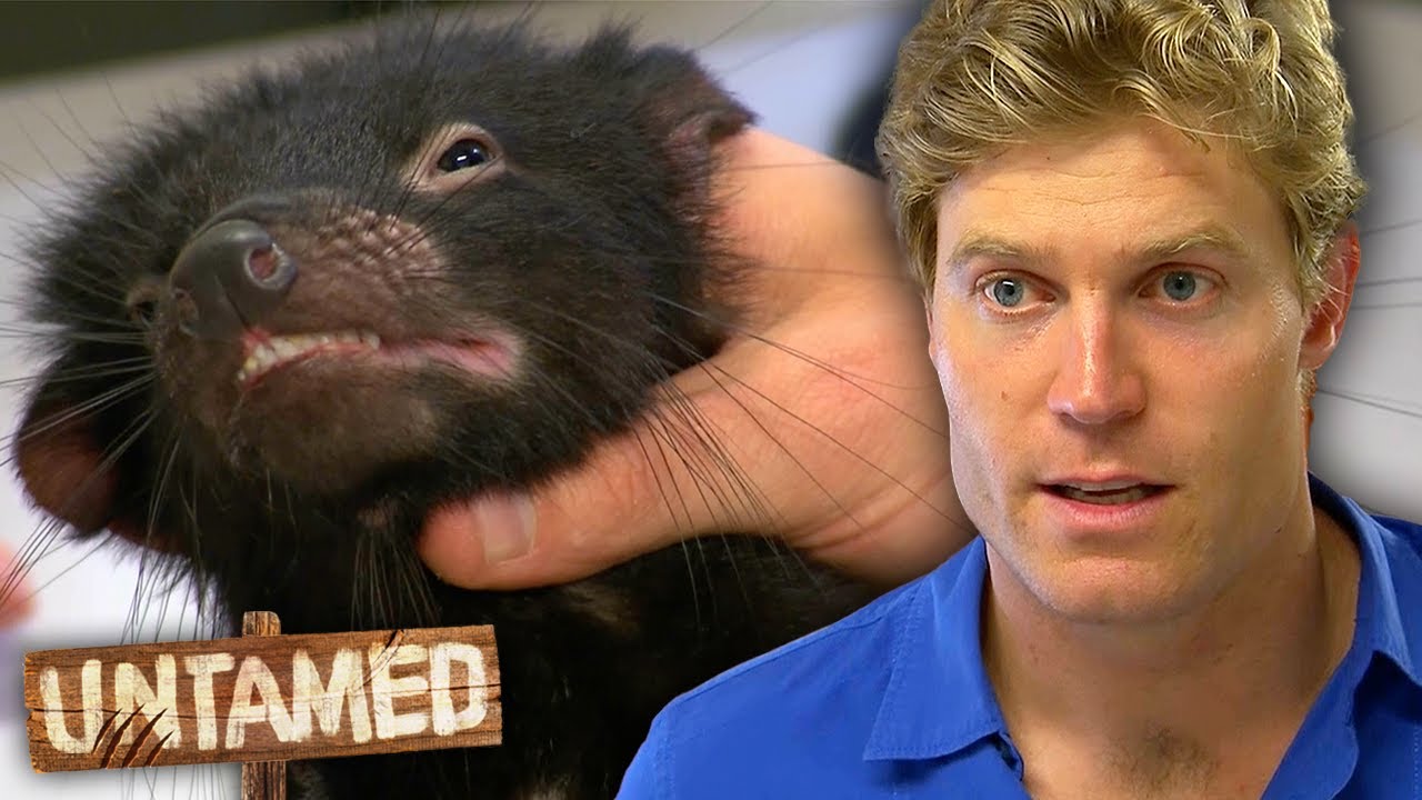 Tasmanian Devils Have a Mysterious Disease That Might Wipe Out The Entire Colony!  | Untamed
