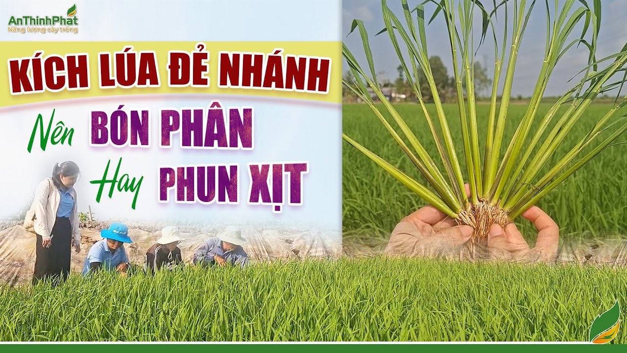 Kích Lúa Đẻ Nhánh Nên Bón Phân Hay Phun Xịt Qua Lá | An Thịnh Phát