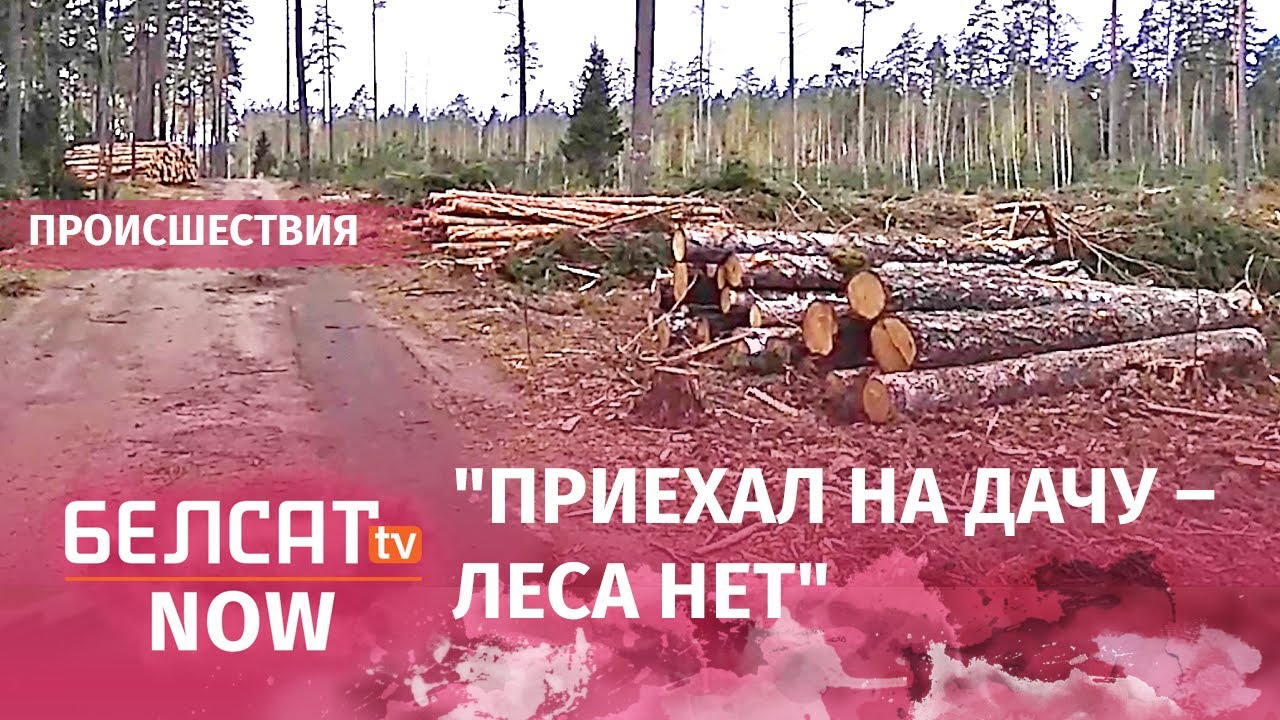 Вырубка леса в Борисовском районе