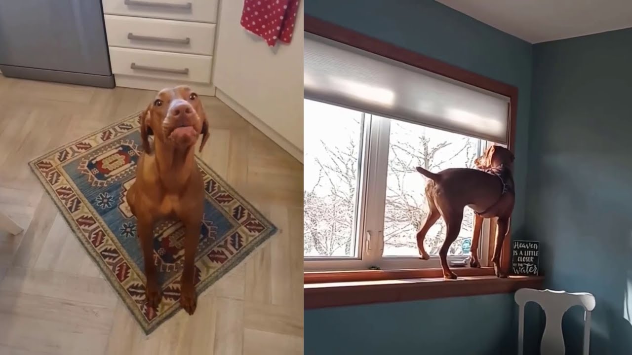 Vizsla best video of the week || vizsla dog Videos 2022 #1 #vizsla   #vizslas  #videos