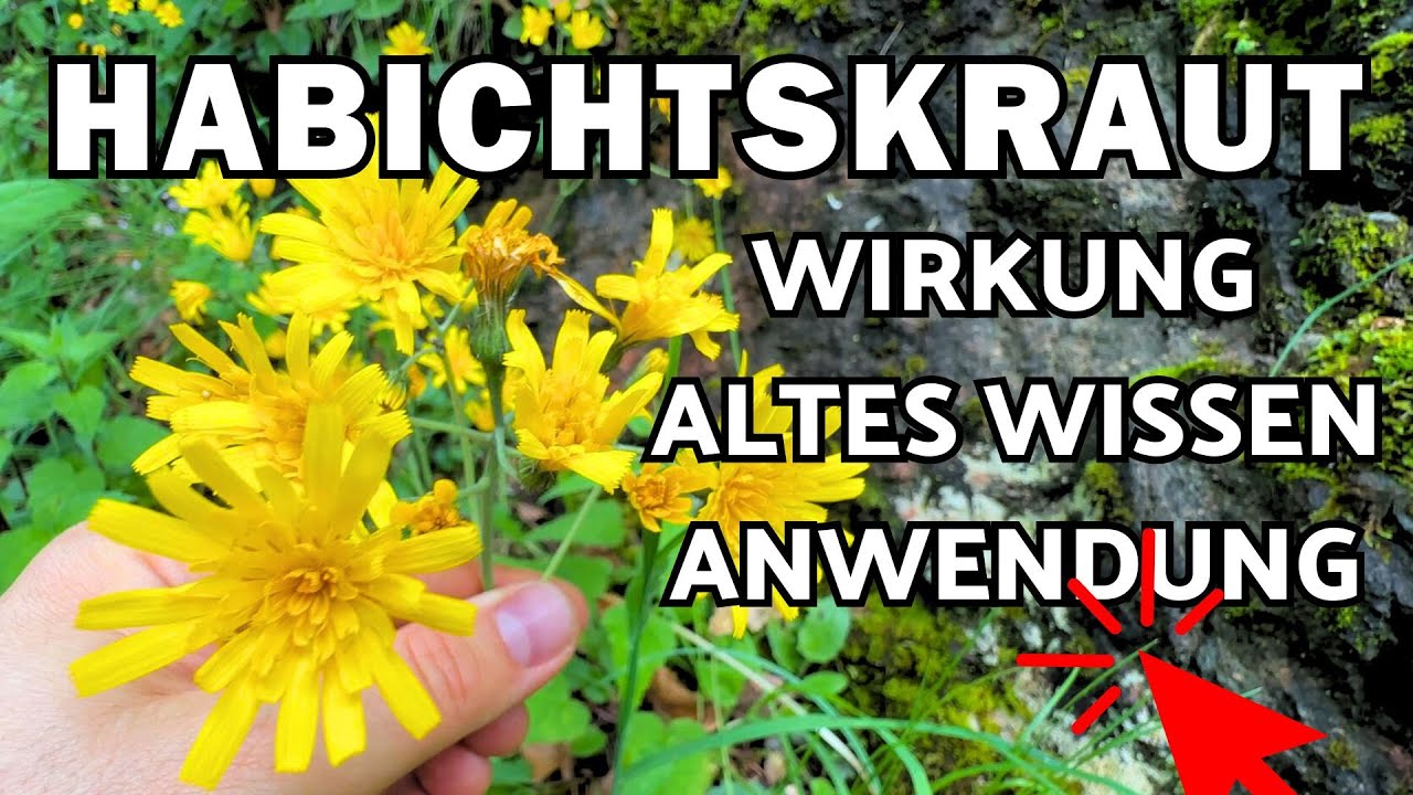 Habichtskraut Wirkung, Verwendung & altes Wissen 💚 Hieracium