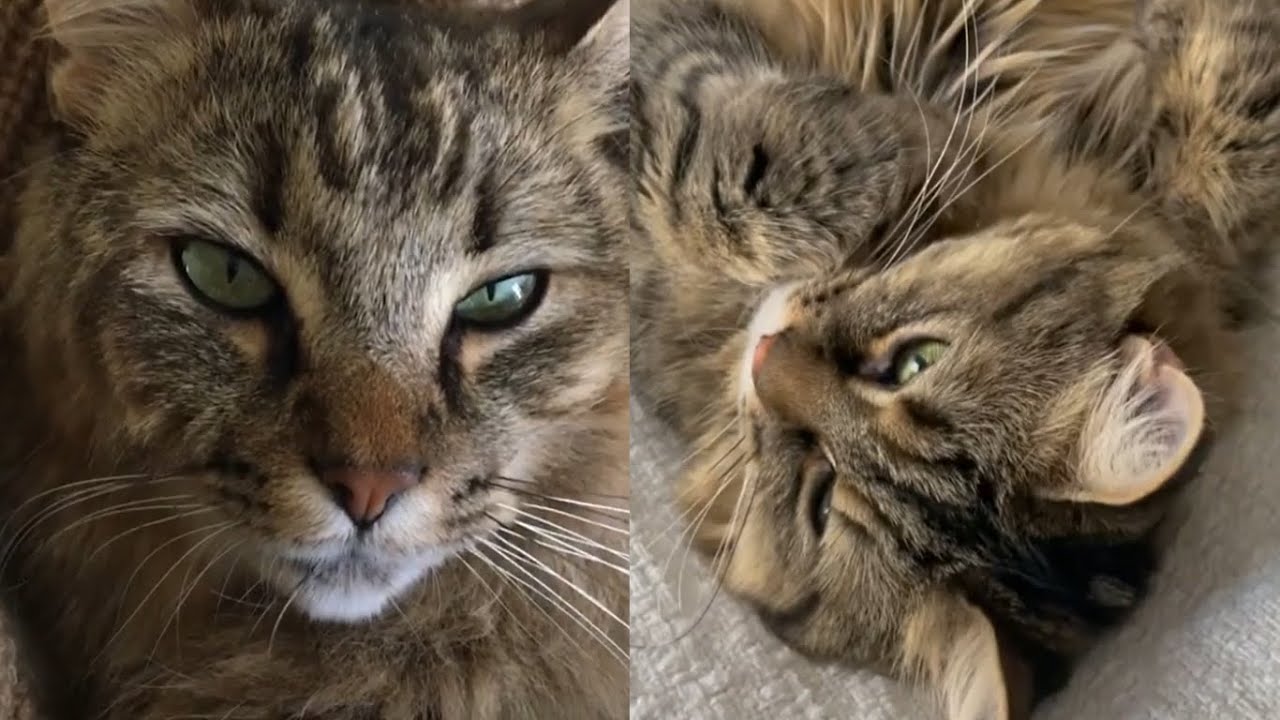 PIXIE BOB CATS 2021