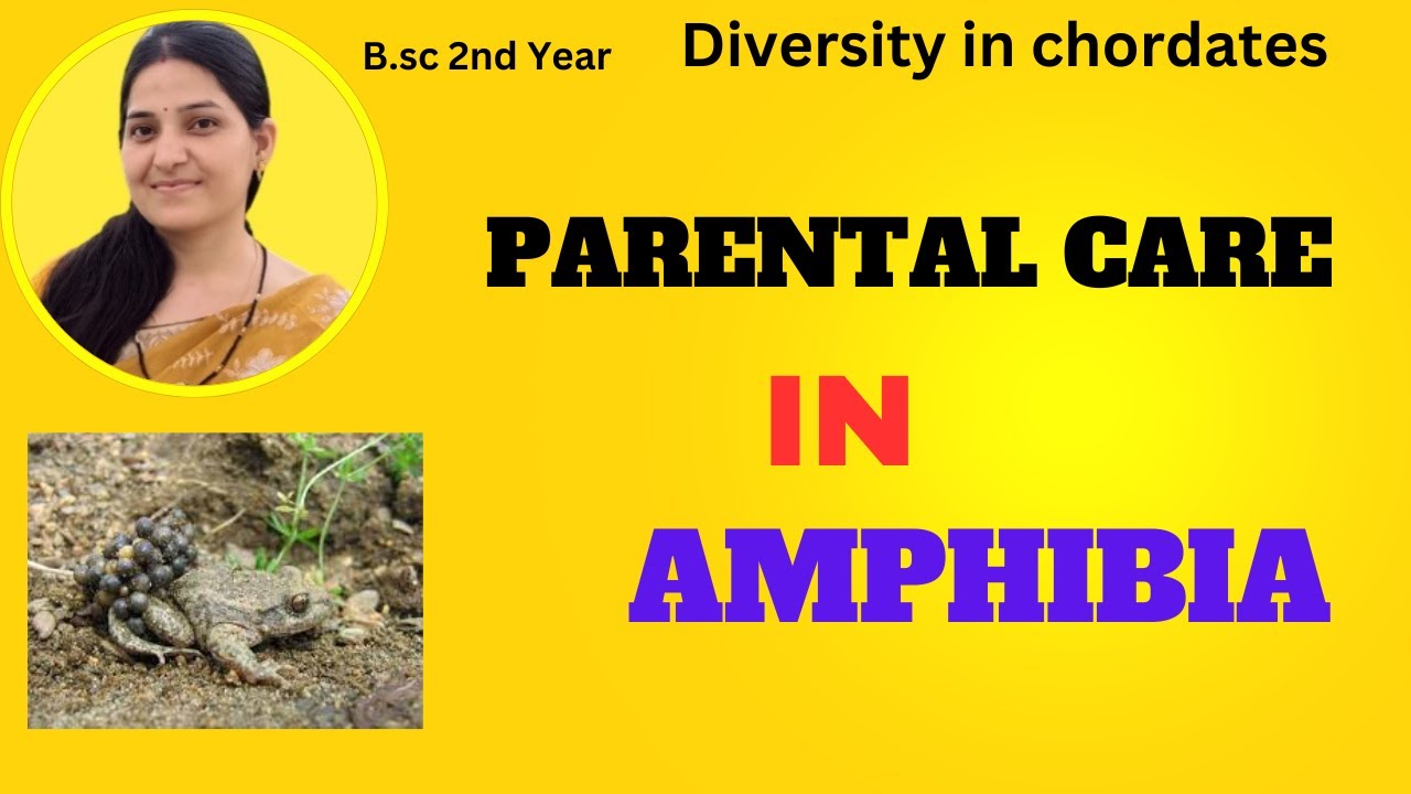 Parental care in Amphibians bsc 2nd year||