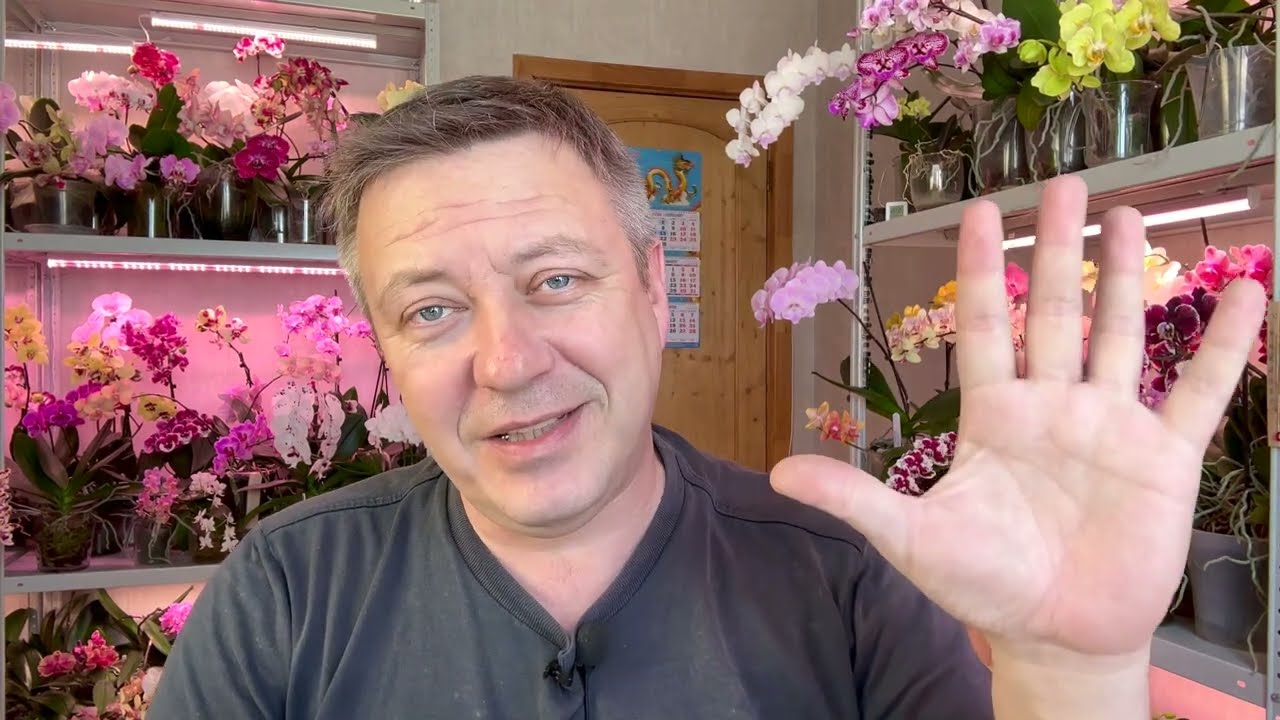 орхидеи от болезней и вредителей в ТЕЧЕНИИ ГОДА чем когда и какая кормёжка орхидей у меня