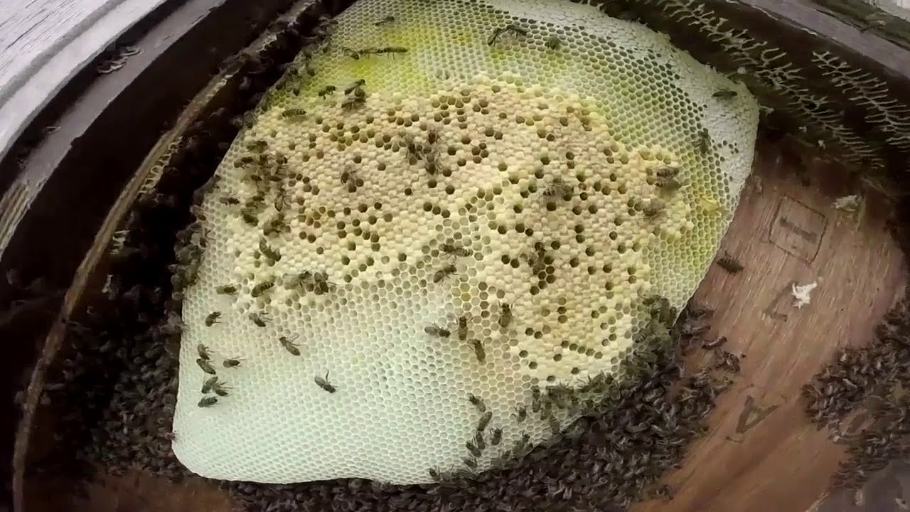 honey bees in backyard shed