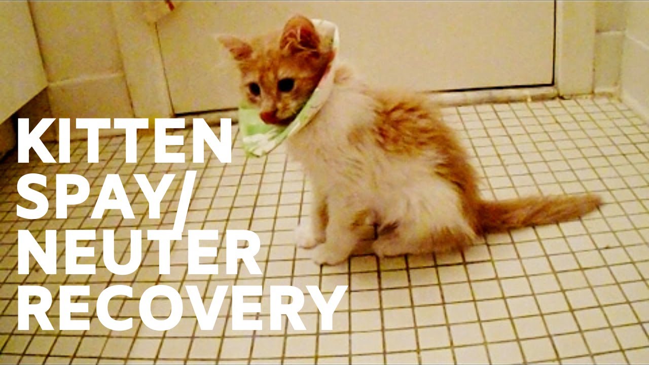 Post-Surgery Kitten Care: The Do’s & Don’ts After Spay/Neuter