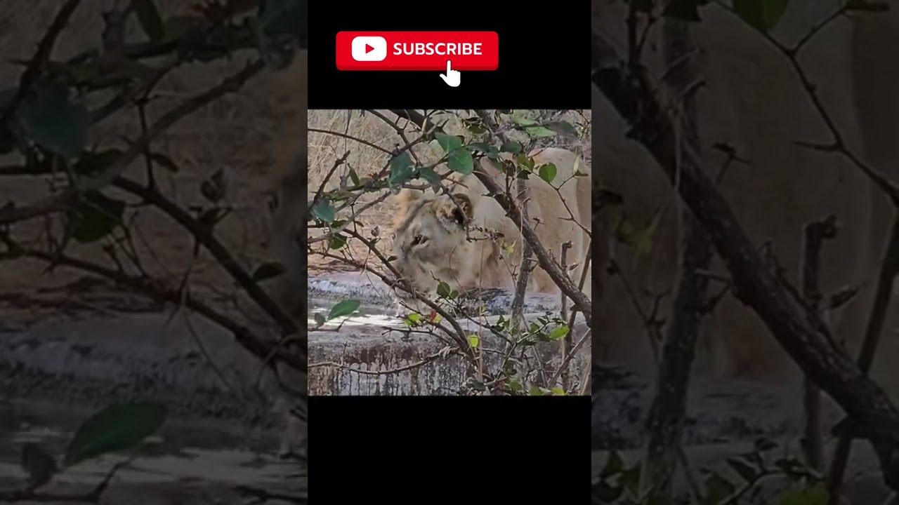 Viral Wild Safari Moment 