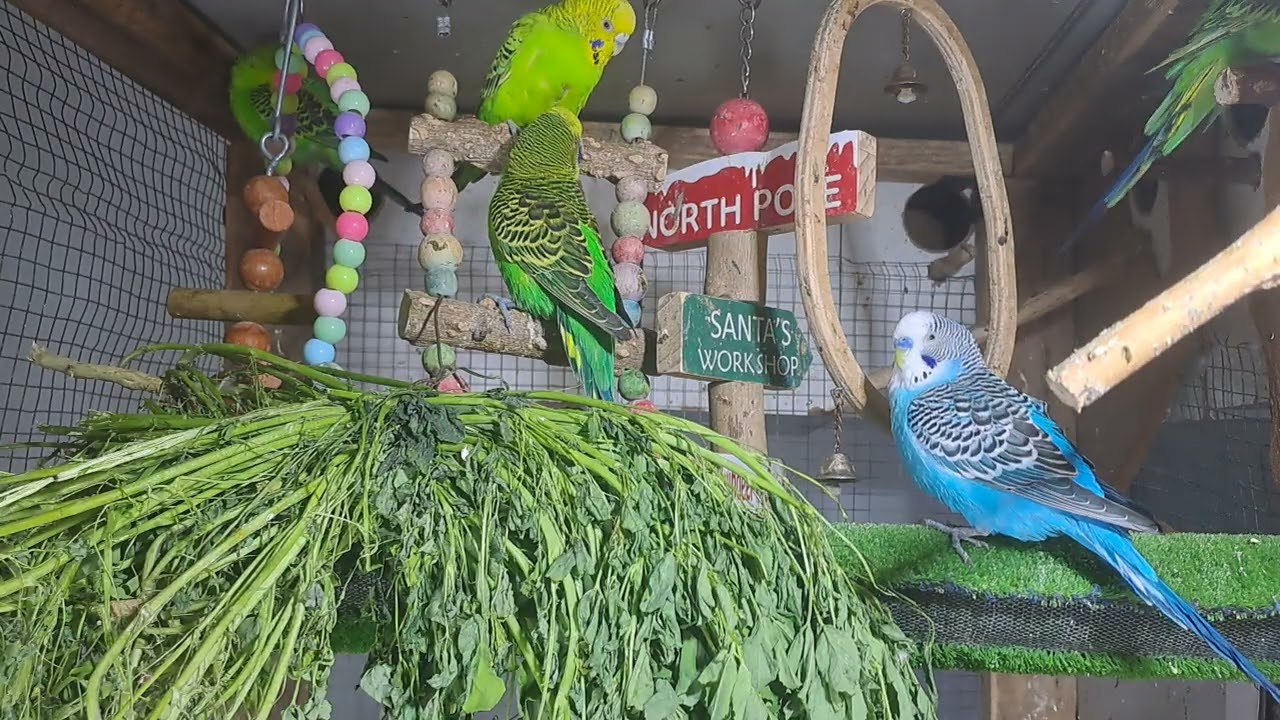 “Guess what he just said!? 🤯🦜 #ViralVideo”