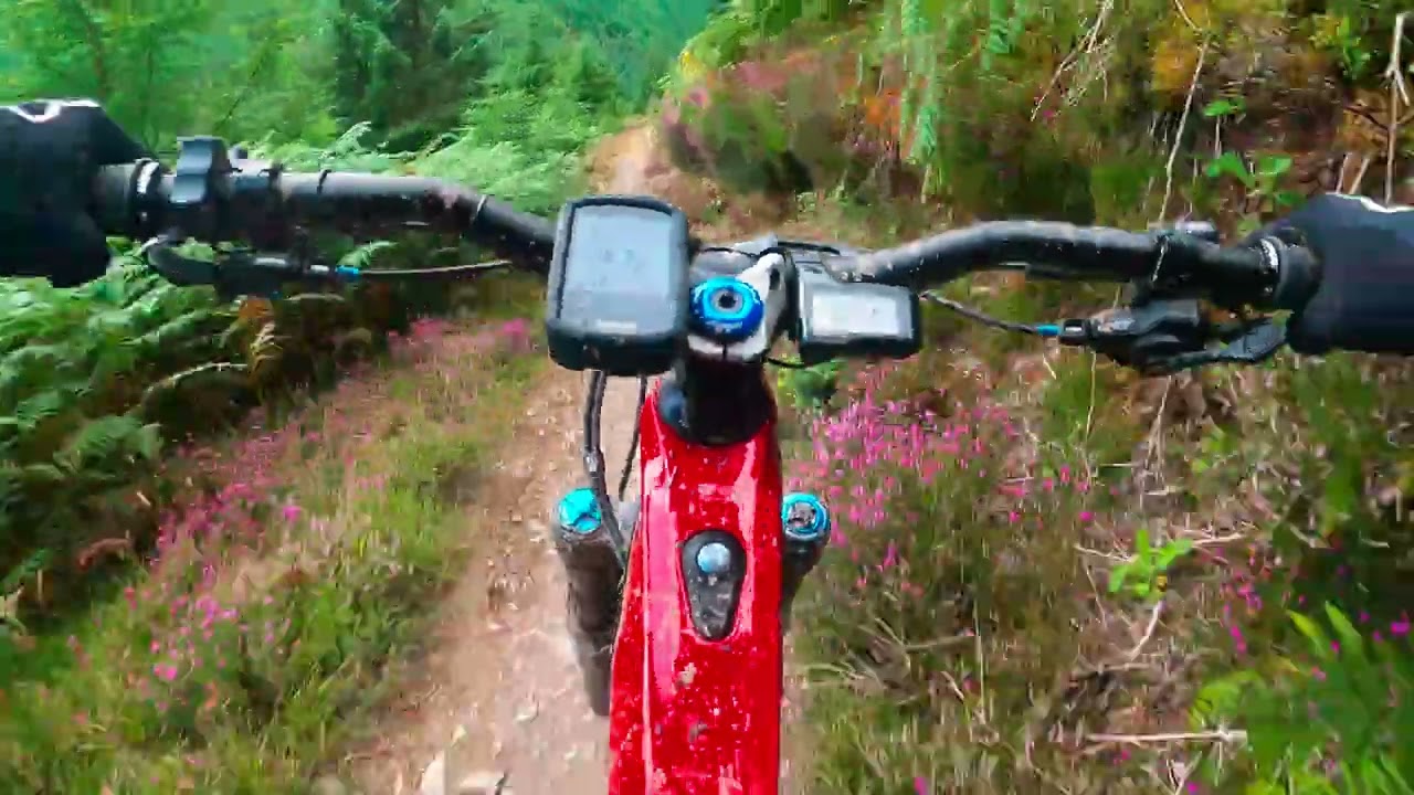 WHINLATTER FOREST - July 2024