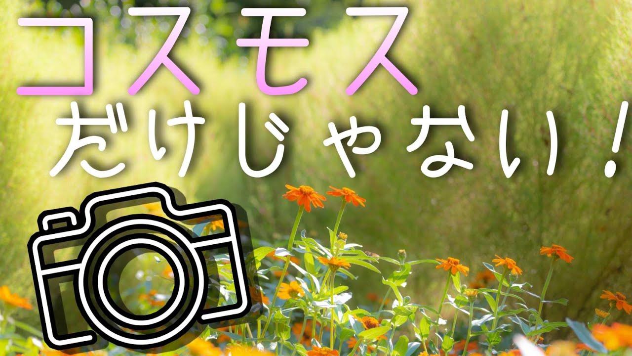 風景写真【秋の花】一眼レフとミラーレスカメラで撮影！
