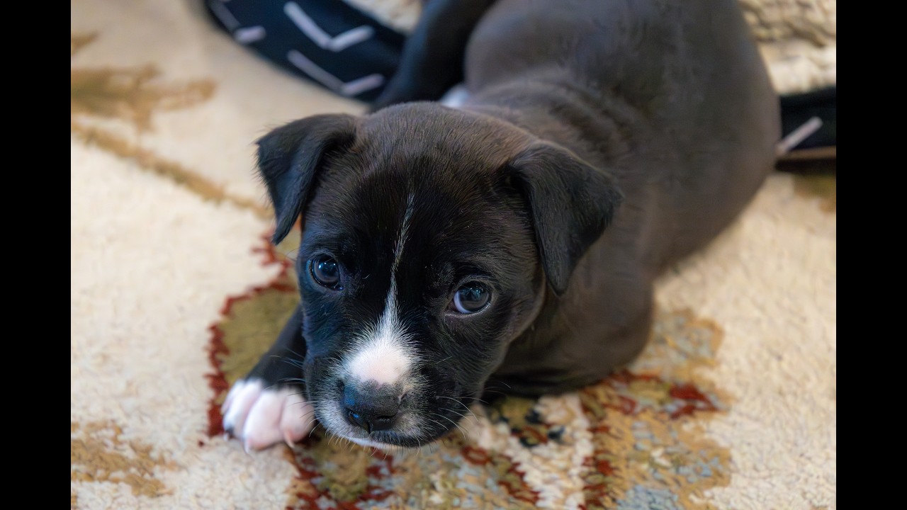 Berkeley County Animal Center